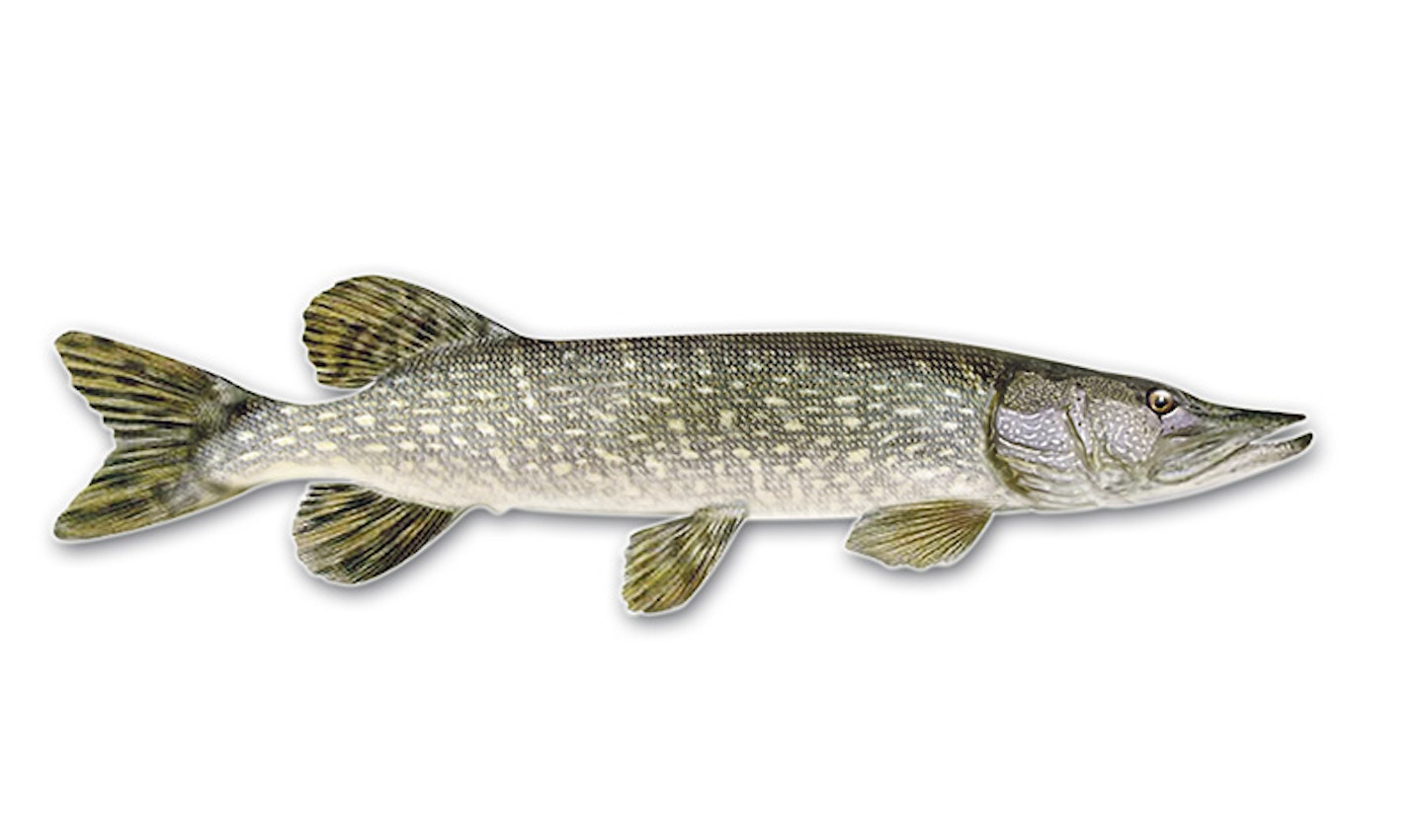 YOUR GUIDE TO FISHING A WEIR POOL Angling Times